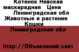 Котенок Невская маскарадная › Цена ­ 5 000 - Ленинградская обл. Животные и растения » Кошки   . Ленинградская обл.